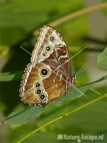 Vlinder in vlinderkas Dierenpark Emmen 23