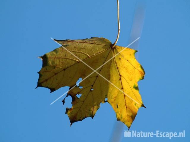 Noorse esdoorn geel blad tegen blauwe lucht NHD WaZ2