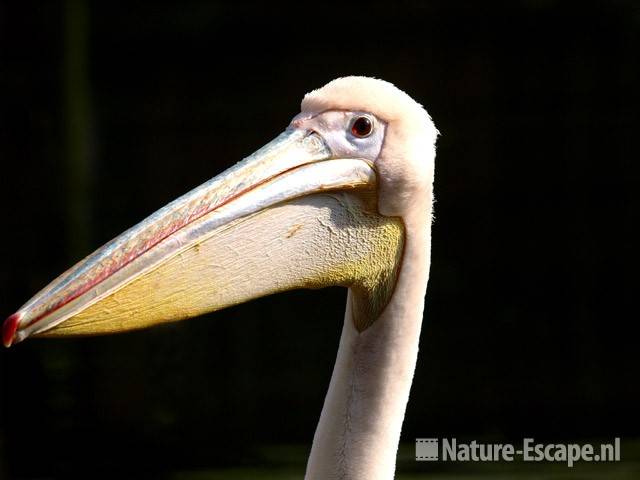 Roze pelikaan, detail kop Ouwehands Dierenpark 6