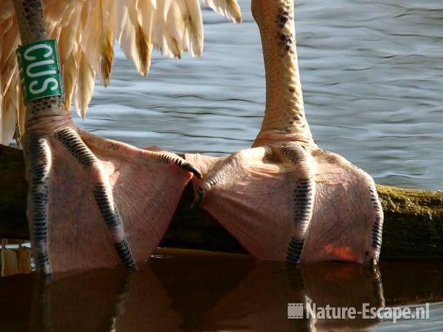 Roze pelikaan, detail poten Ouwehands Dierenpark