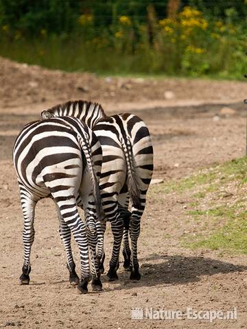 Grant's zebra's, achterwerken, konten, Burgers Zoo 1 280709