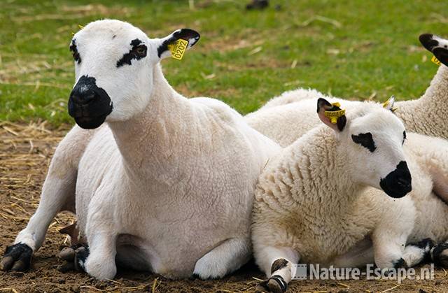 Kerry Hill schapen, Van Blanckendaell Park 2 120609