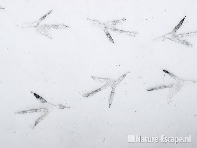 Pootafdrukken van een reiger, in sneeuw op ijs, Zwanenwater 1 130210