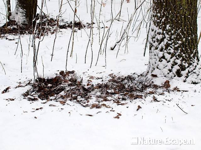 Sneeuw en blad, omgewoeld door lijsters, NHD Heemskerk 1 300110