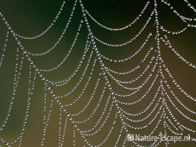 Spinnenweb, met dauwdruppels, NHD Bakkum 1 011010