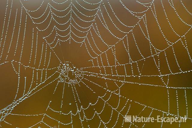 Spinnenweb, met dauwdruppels, NHD Castricum 1 300911