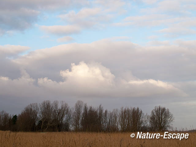 Bomen en wolken, langs Zwaansmeerpad, Zwmp2 140112
