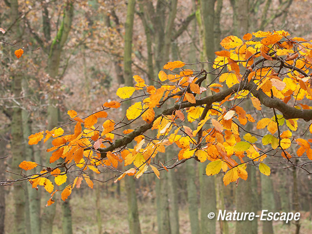 Beuk, herfstblad, kleur, aan tak, in bos, AWD1 171112