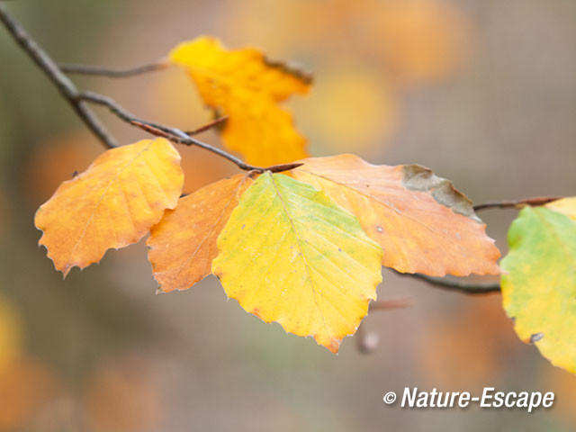 Beuk, herfstblad, kleur, aan tak, in bos, AWD2 171112