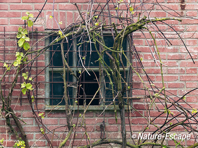 Oud venster, in schuur, Appelroute, Nijkerk 1 190414