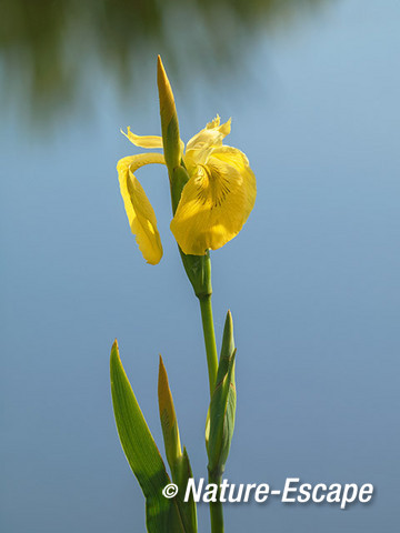 Gele lis, bloem, bloei, Zwanenwater 2 170514