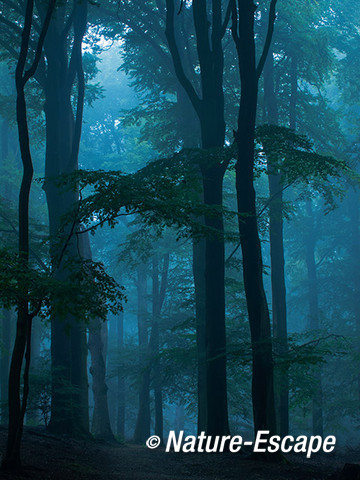 Bos in mist, mistig bos, Nationaal Park Veluwezoom 5 230814