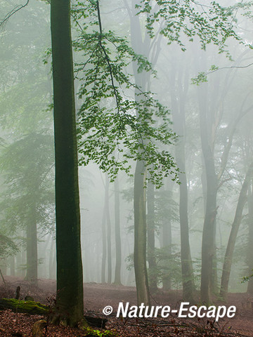 Bos in mist, mistig bos, Nationaal Park Veluwezoom 4 230814