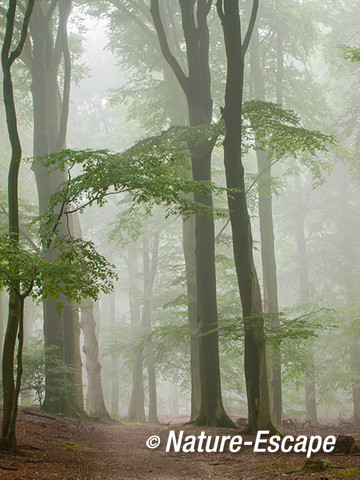 Bos in mist, mistig bos, Nationaal Park Veluwezoom 1 230814