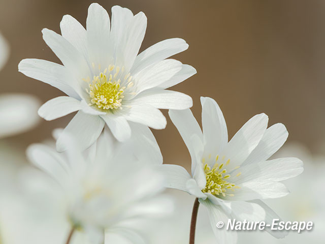 Blauwe anemoon, detail witte bloem, Marquette 8 030415