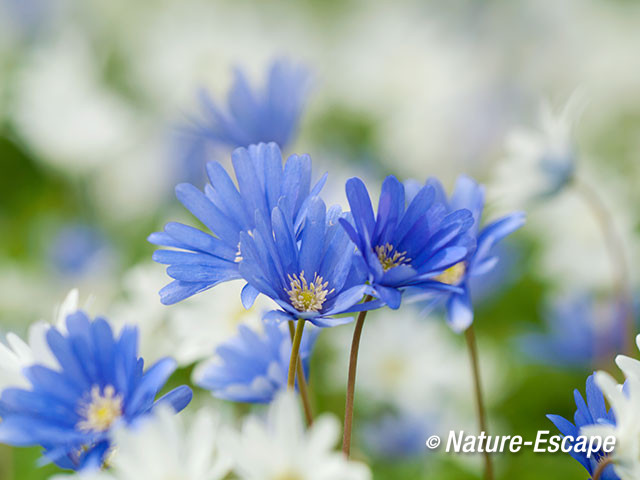 Blauwe anemoon,witte en blauwe bloemen, bloei, Marquette 2 030415