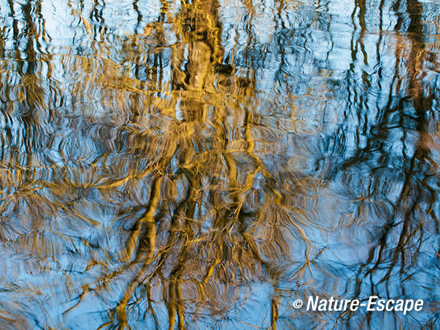 Bomen, reflectie, in rimpelend, verstoord water, Jac P Thijssepark, Amstelveen 1 250317