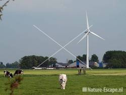 Koeien met windmolen Assendelft