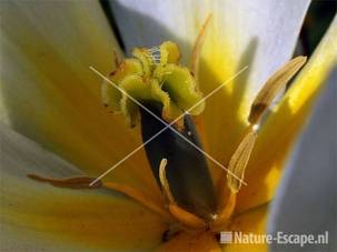 Tulp 'Purissima' meeldraden en stempel