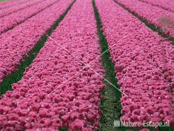 Bollenveld met roze tulpen 3