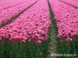 Bollenveld met roze tulpen 5