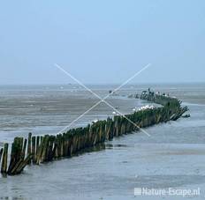 Palen in Waddenzee bij havenhoofd Den Oever 7