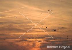 Ondergaande zon boven vissershaven met vliegende meeuwen IJmuiden 5