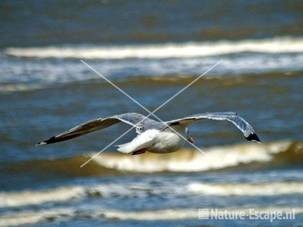 Zilvermeeuw vliegend boven strand Parnassia Bld21