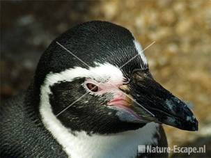 Humboldt pinguin kop Dierrenpark Emmen 1