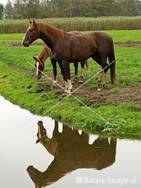 Paarden met spiegelbeeld Busch en Dam 7