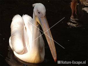 Roze pelikaan Dierenpark Emmen 9