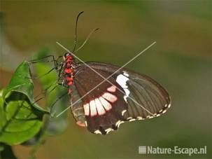 Vlinder in vlinderkas Dierenpark Emmen 35