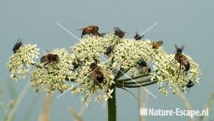 Als op Schiphol insecten op bloem engelwortel Zwaansmeerpad 9