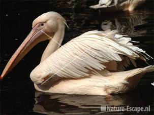 Roze pelikaan Dierrenpark Emmen 5