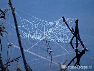 Spinnenweb in en boven water Oosterplas NPZK1