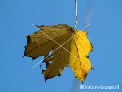 Noorse esdoorn geel blad tegen blauwe lucht NHD WaZ2
