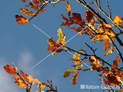 Zomereik herfstblad tegen blauwe lucht NPZK MHD5