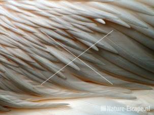 Roze pelikaan detail verenkleed Dierenpark Emmen 1