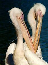 Roze pelikaan Avifauna 13