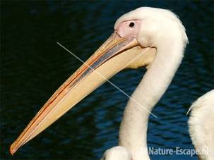 Roze pelikaan Avifauna 16