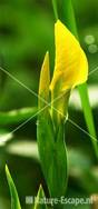 Gele lis, ontluikende bloem Westbroekroute