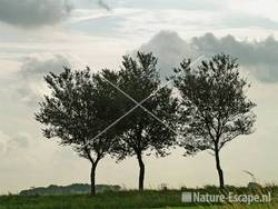 Drie bomen langs de Groenedijk Assendelft