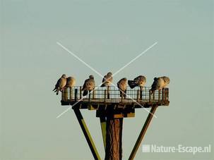 Holenduiven op een nestplaats voor ooievaars Groote Peel 1