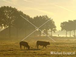 Koeien in mist en opkomende zon bij bezoekerscentrum Mijl op Zeven Groote Peel 1