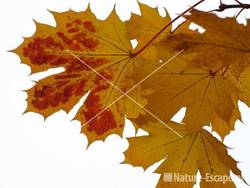 Noorse esdoorn verkleurde herfstbladeren NHD Heemskerk 1