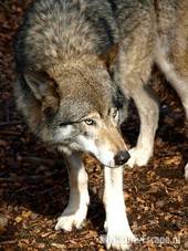 Wolf Ouwehands Dierenpark 1