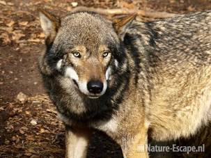 Wolf Ouwehands Dierenpark 4