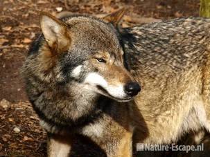 Wolf Ouwehands Dierenpark 5