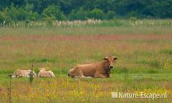 Koeien in kruidenrijke wei polder Achthoven 4