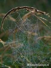 Spinnenweb met dauw AWD1